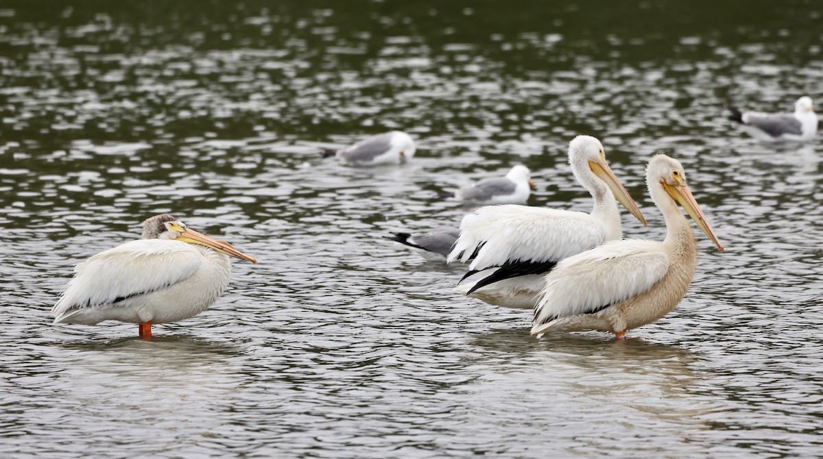 American White Pelican - ML638325220