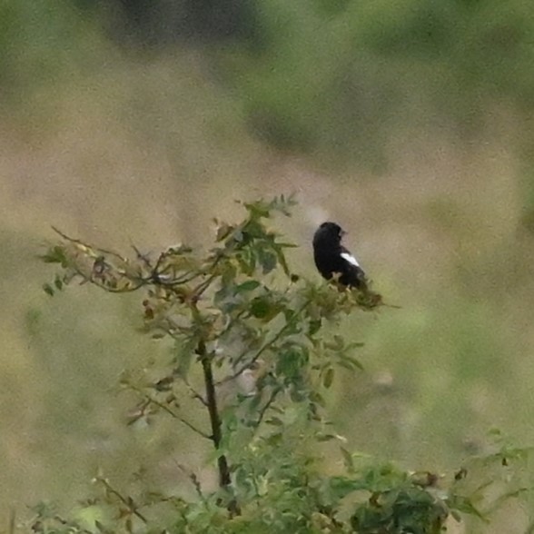 Lark Bunting - ML638325226