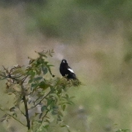 Lark Bunting - ML638325227