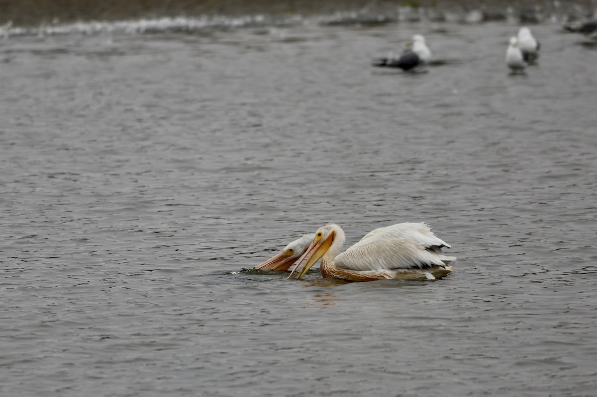 American White Pelican - ML638325234
