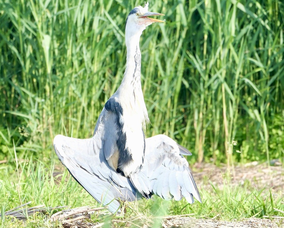 Garza Real - ML638325248