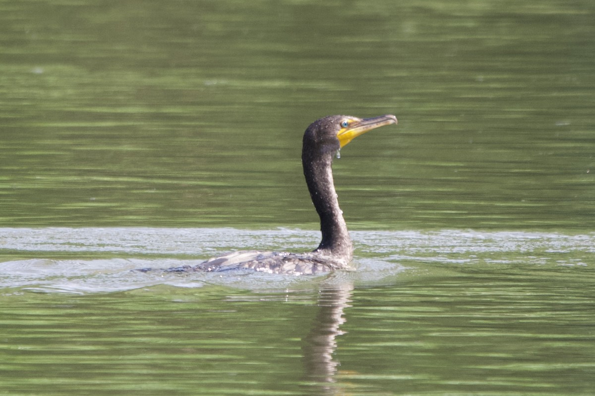 Double-crested Cormorant - ML638325261