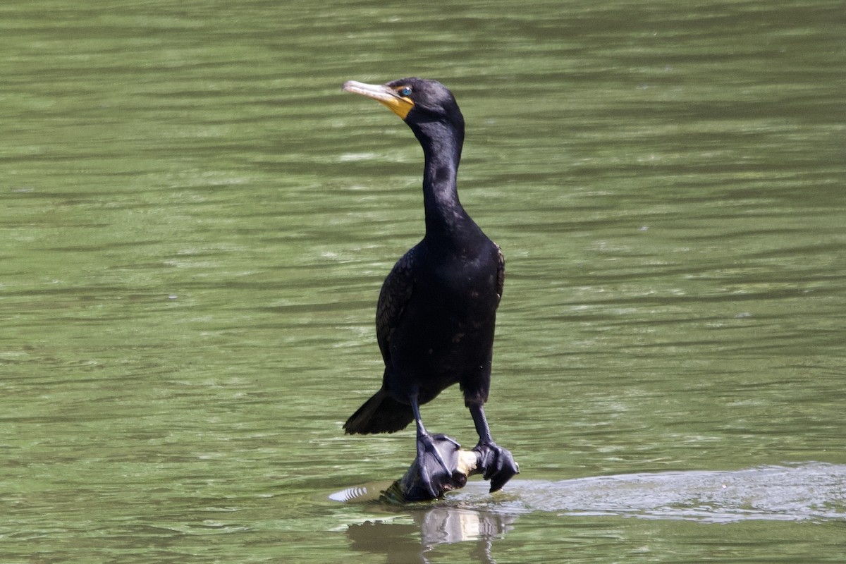 Double-crested Cormorant - ML638325262