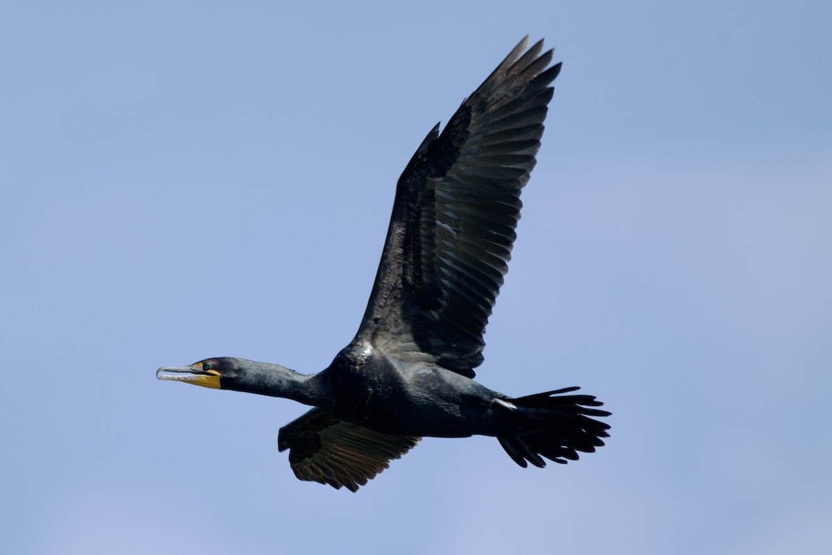 Double-crested Cormorant - ML638325263