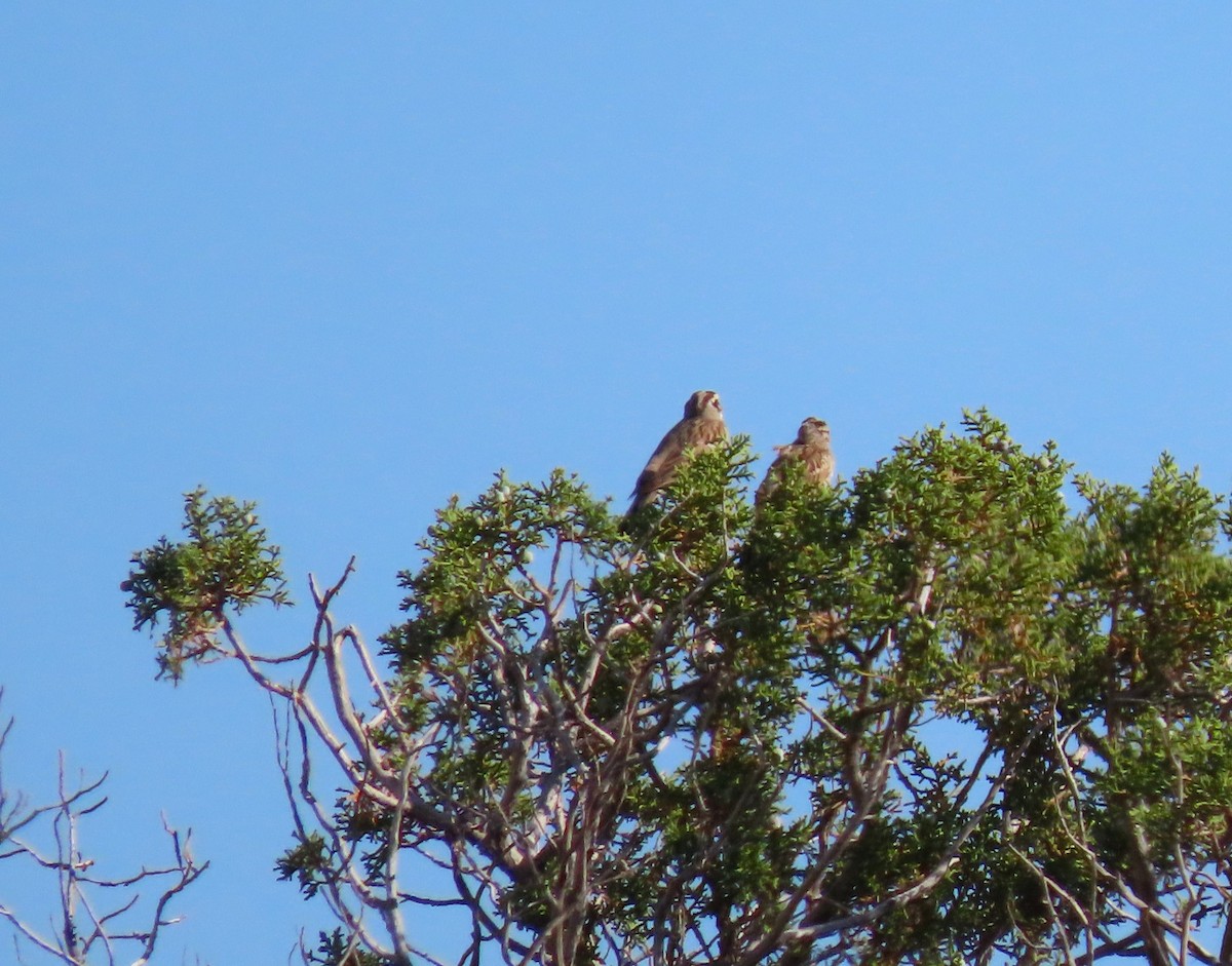 Lark Sparrow - ML638325270