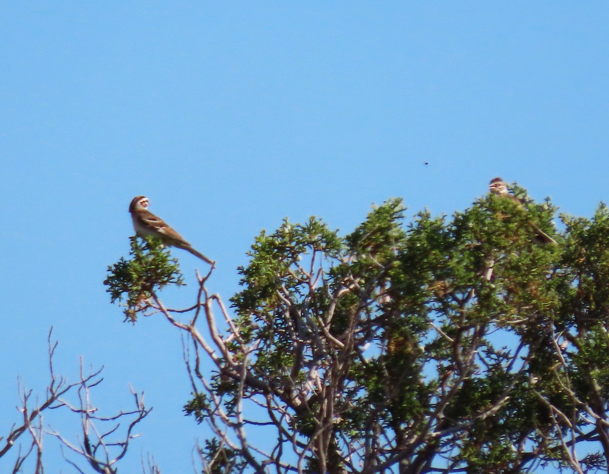 Lark Sparrow - ML638325271