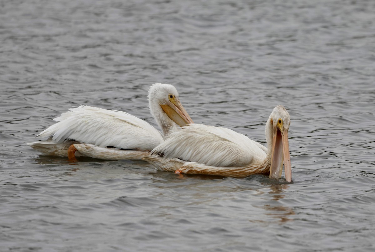 American White Pelican - ML638325273