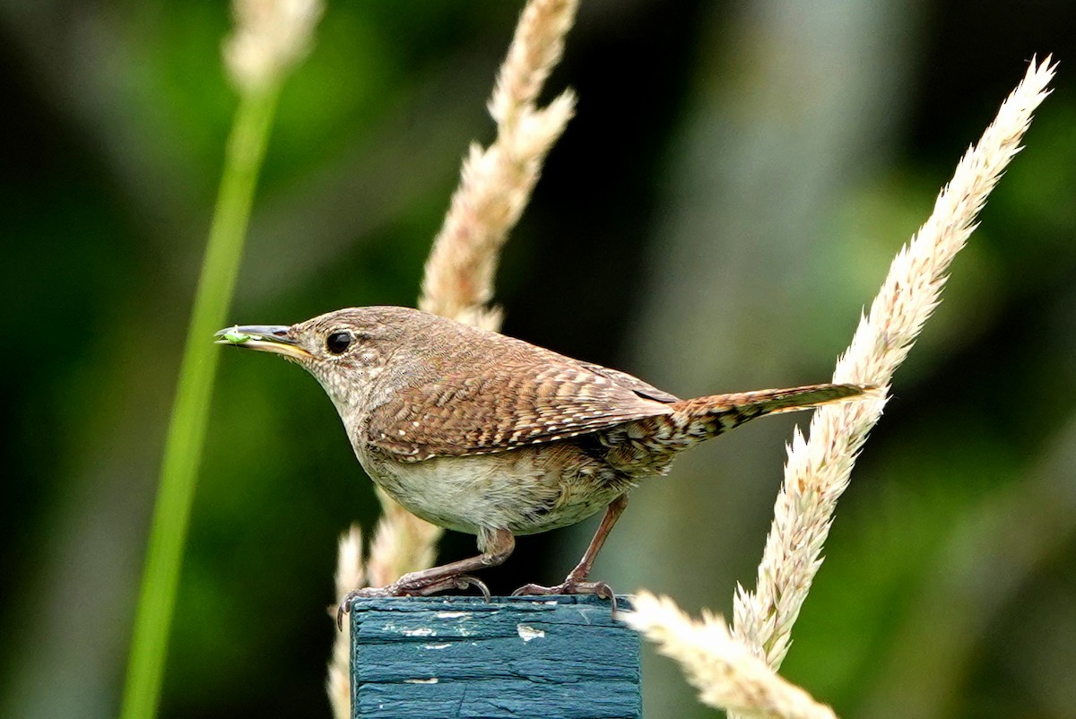 Northern House Wren - ML638325285