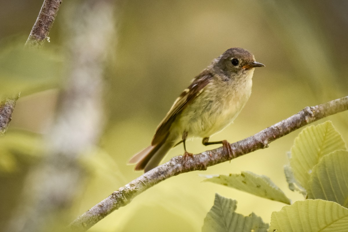 Ruby-crowned Kinglet - ML638325286