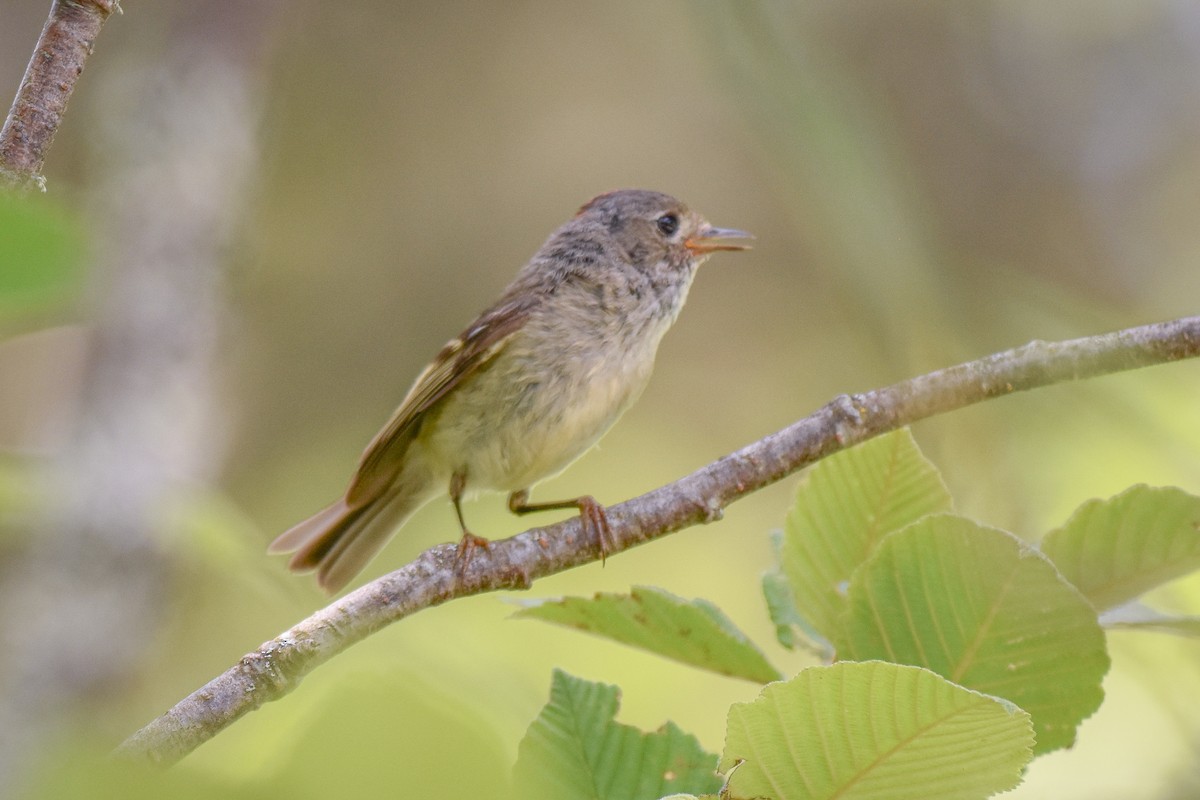 Ruby-crowned Kinglet - ML638325287