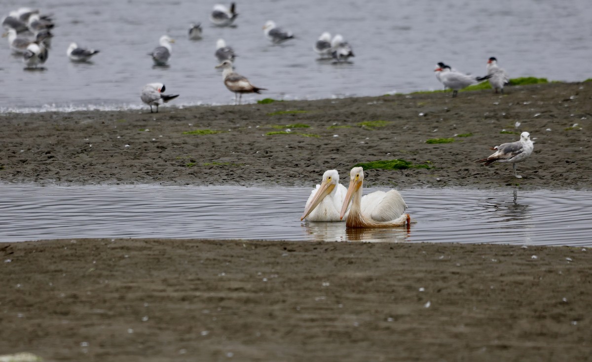 American White Pelican - ML638325288