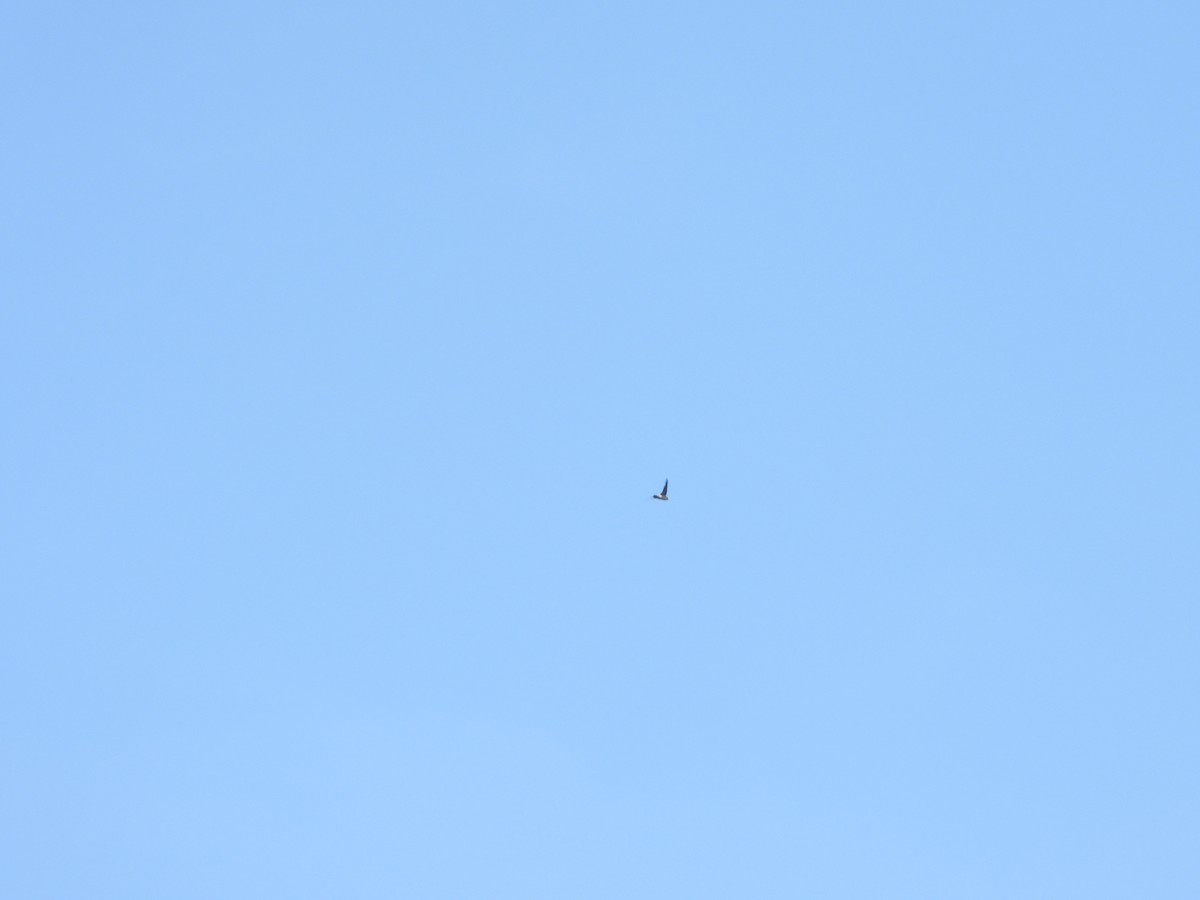 Cave Swiftlet - ML638325292