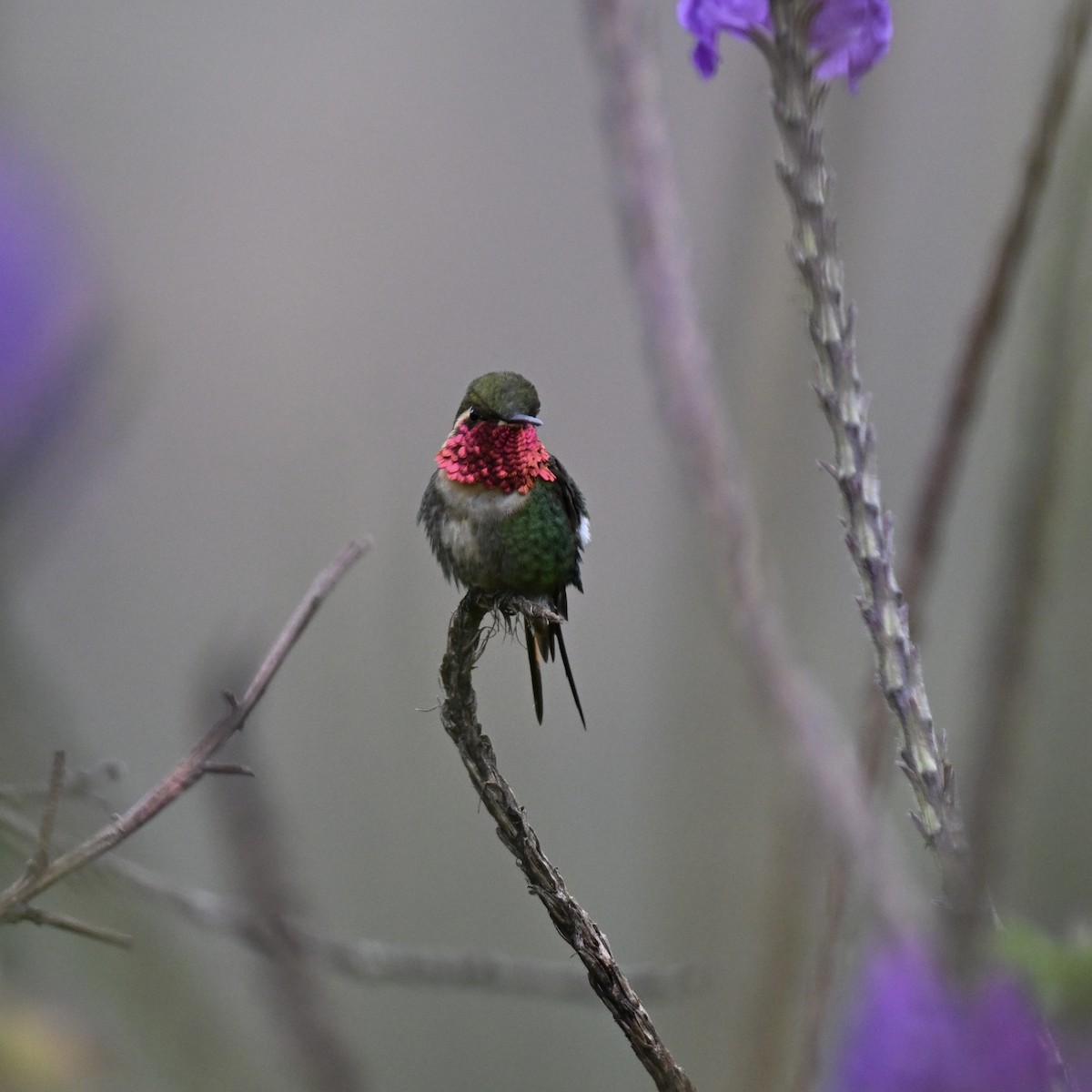 Colibrí Abejorro - ML638325297