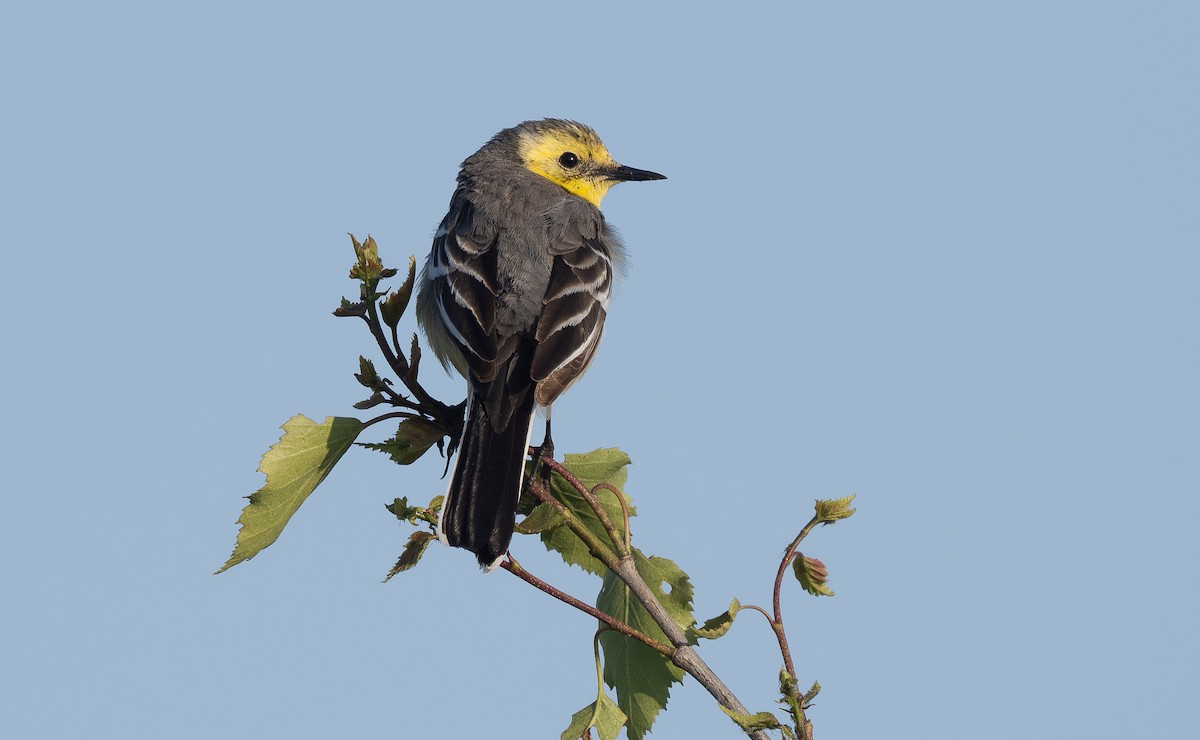 Citrine Wagtail - ML638325299