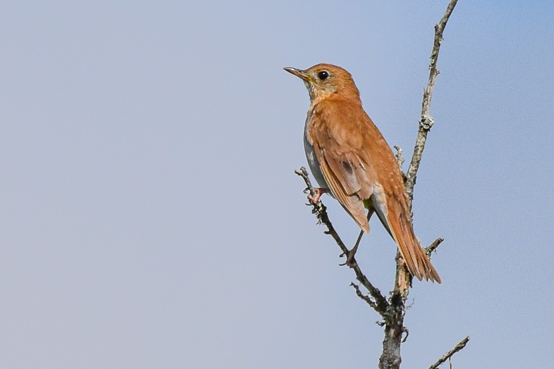 Veery - ML638325302