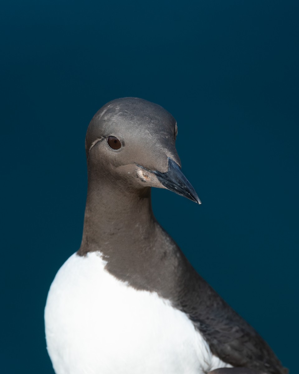lomvi - ML638325314