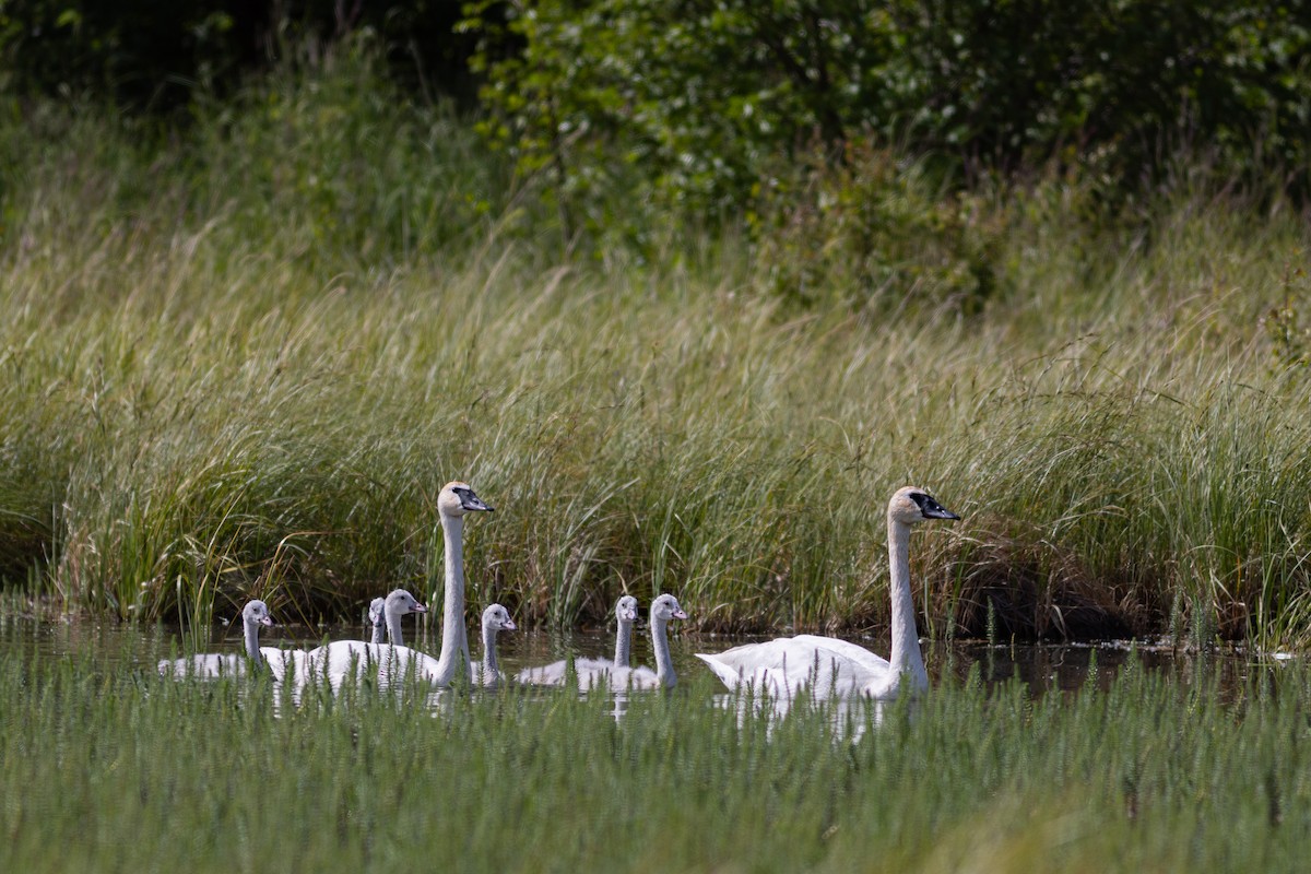 Cygne trompette - ML638325329