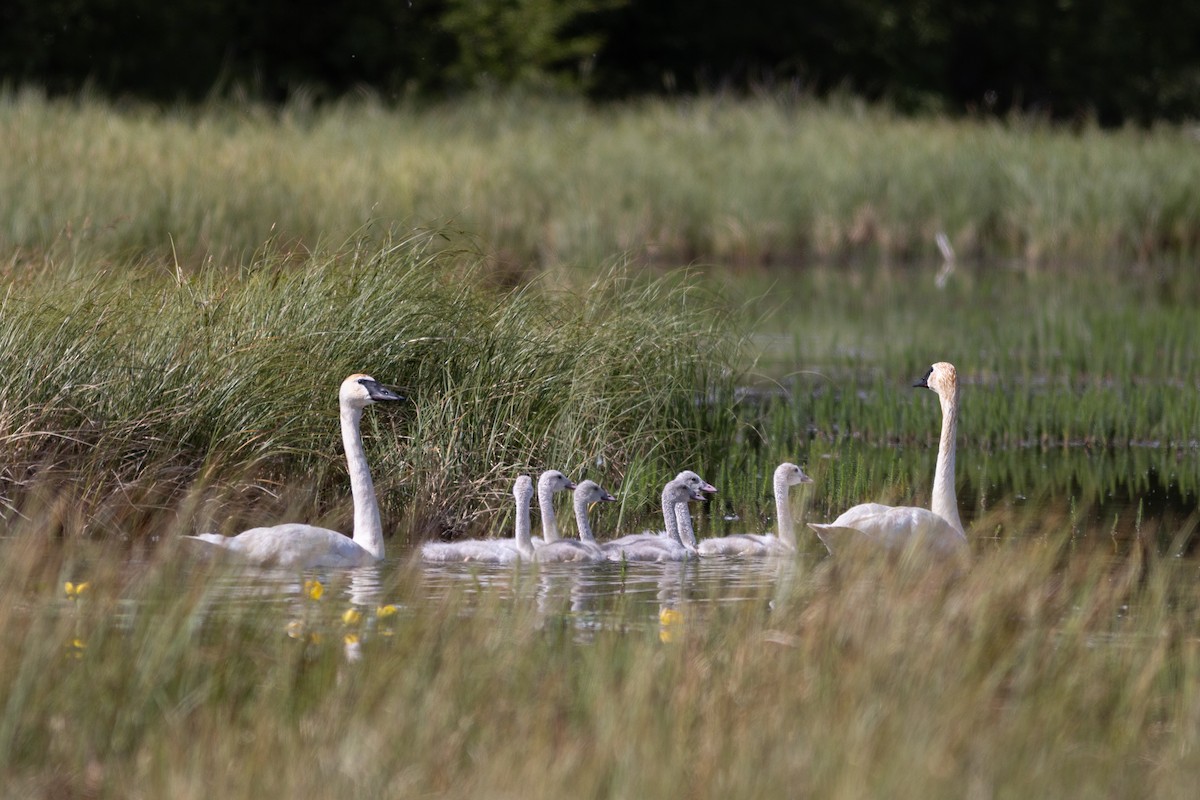 Cygne trompette - ML638325334
