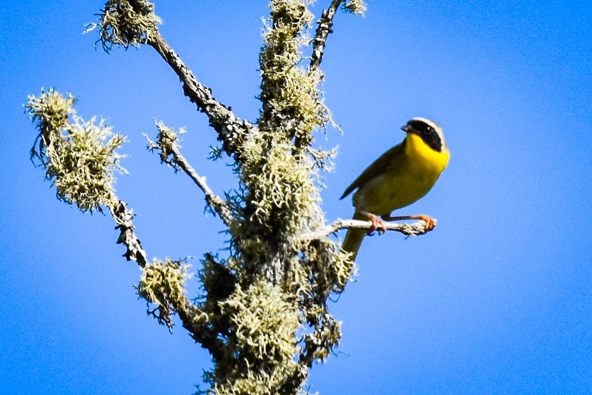 Common Yellowthroat - ML638325335