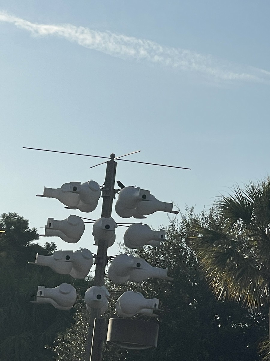 Purple Martin - ML638325339