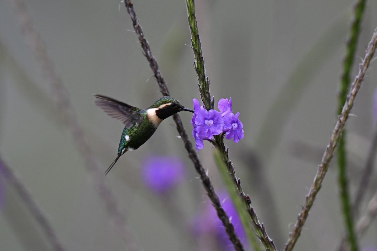 Colibrí Abejorro - ML638325340