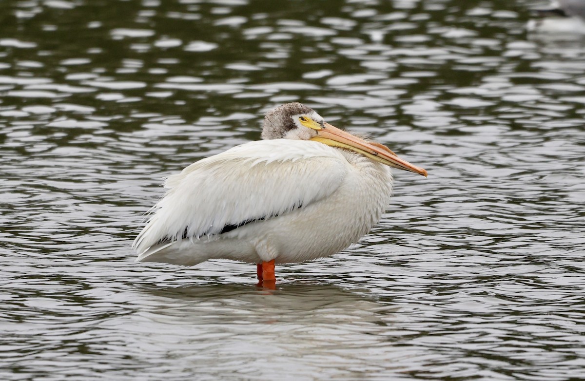 American White Pelican - ML638325341