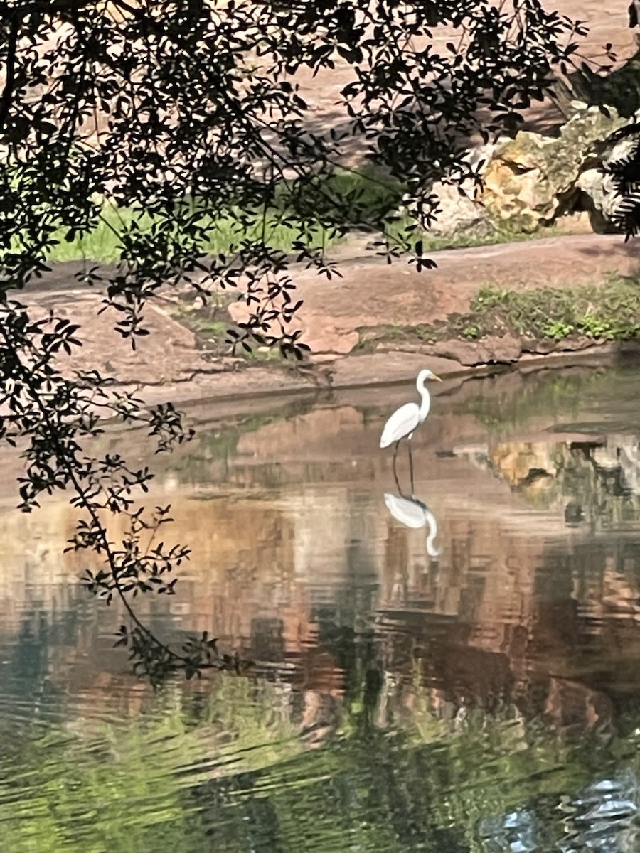 Silberreiher - ML638325347