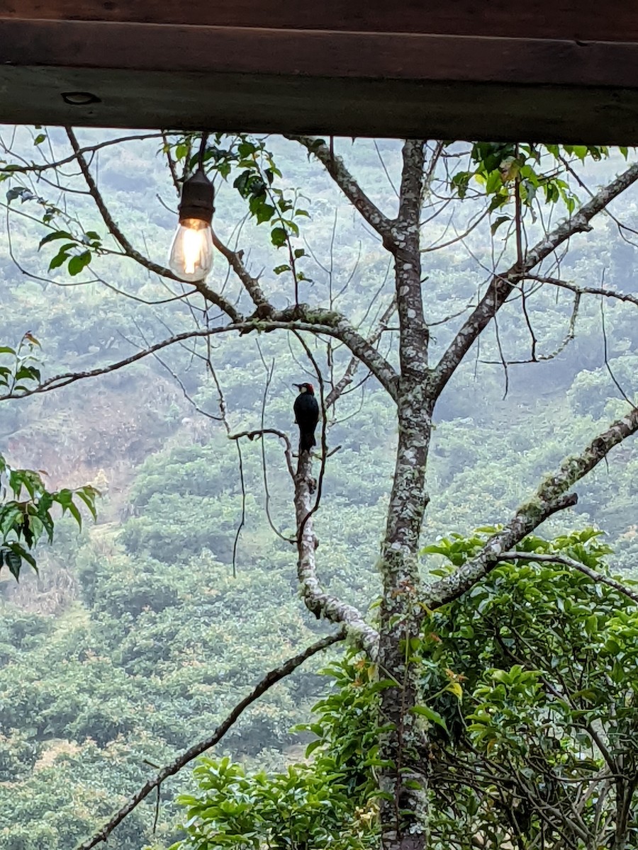 Acorn Woodpecker - ML638325349