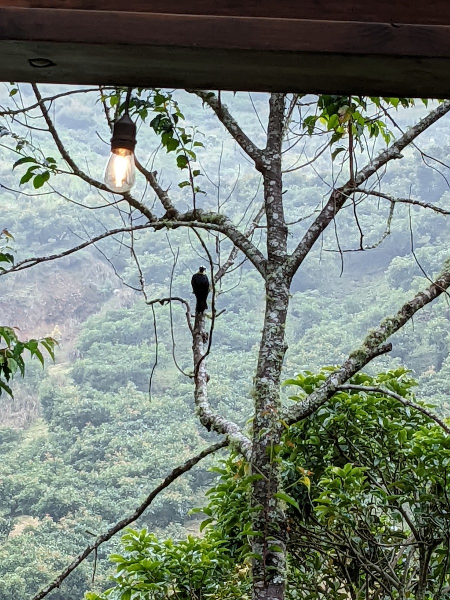 Acorn Woodpecker - ML638325351