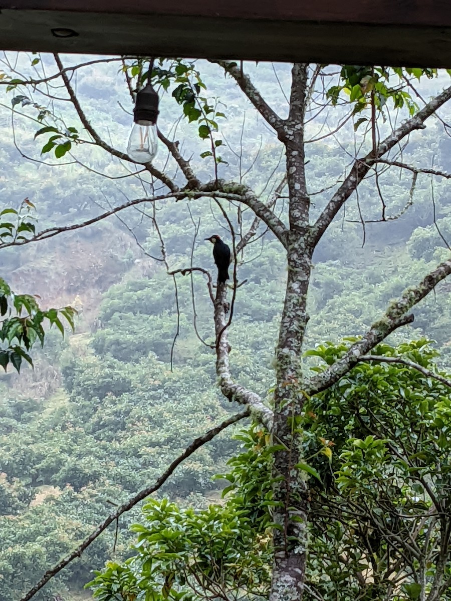 Acorn Woodpecker - ML638325352