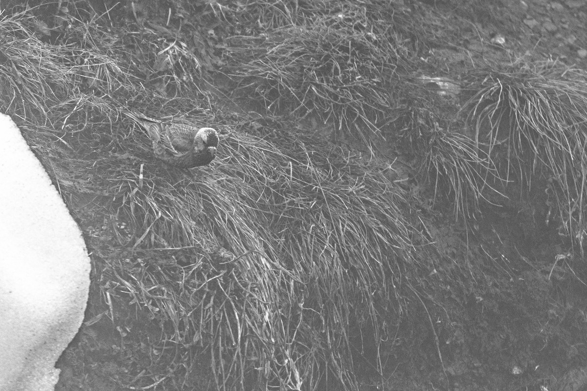 Roselin à tête grise - ML638325355