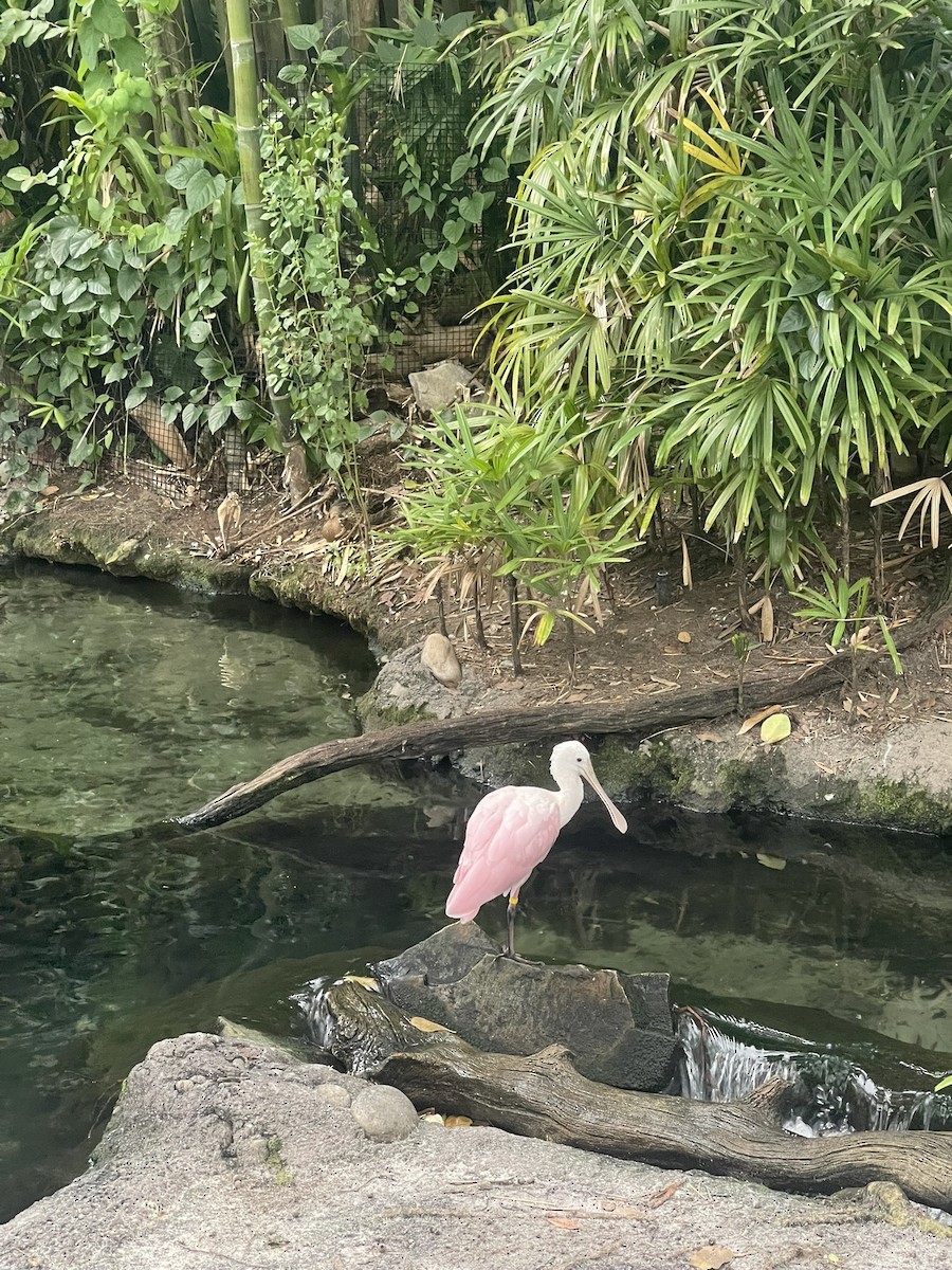 Roseate Spoonbill - ML638325356