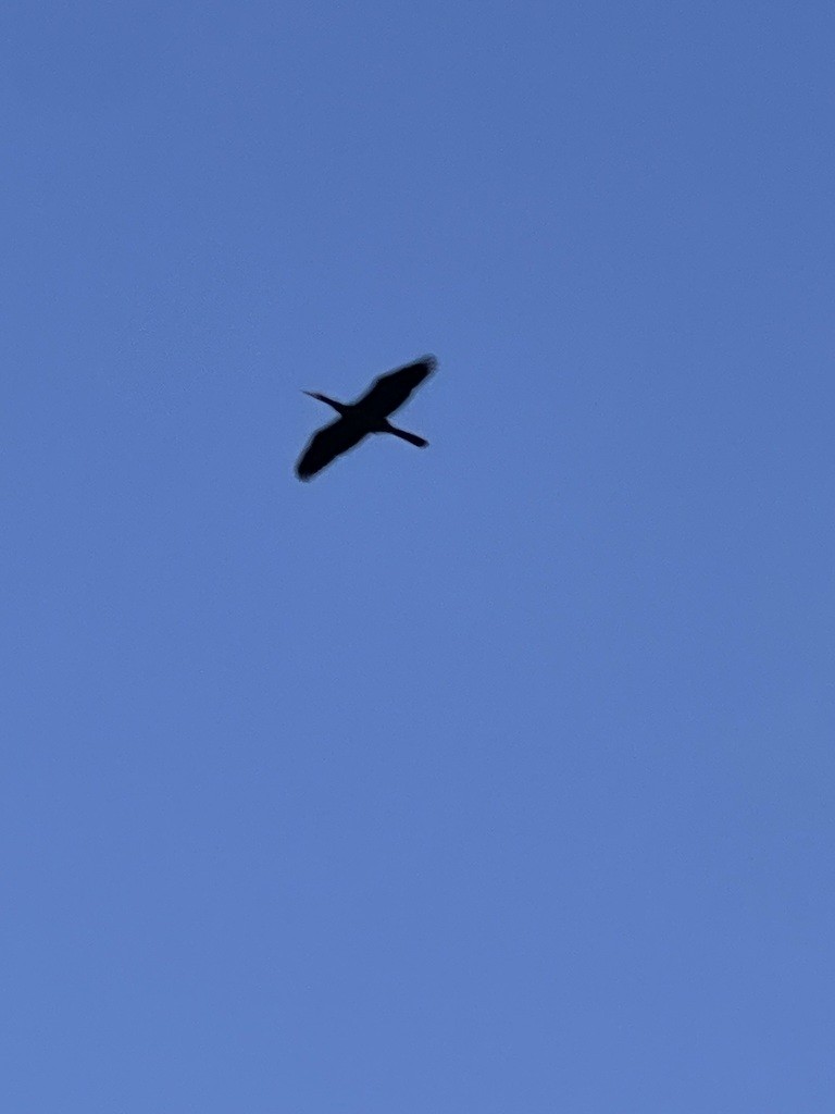 Anhinga amerikarra - ML638325372