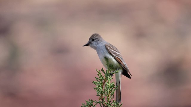 Ash-throated Flycatcher - ML638325373