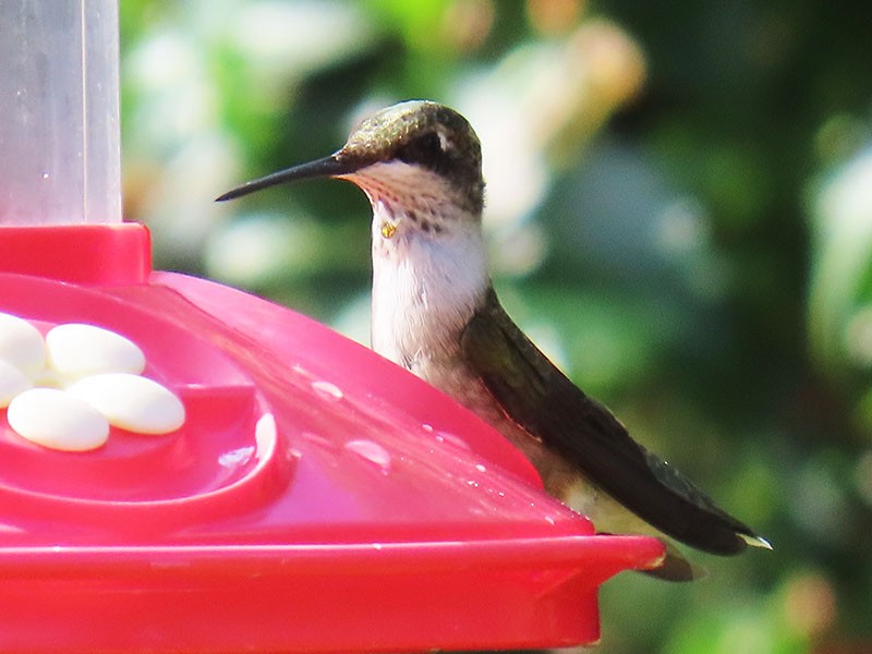 Ruby-throated Hummingbird - ML638325378