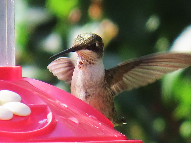 Ruby-throated Hummingbird - ML638325379