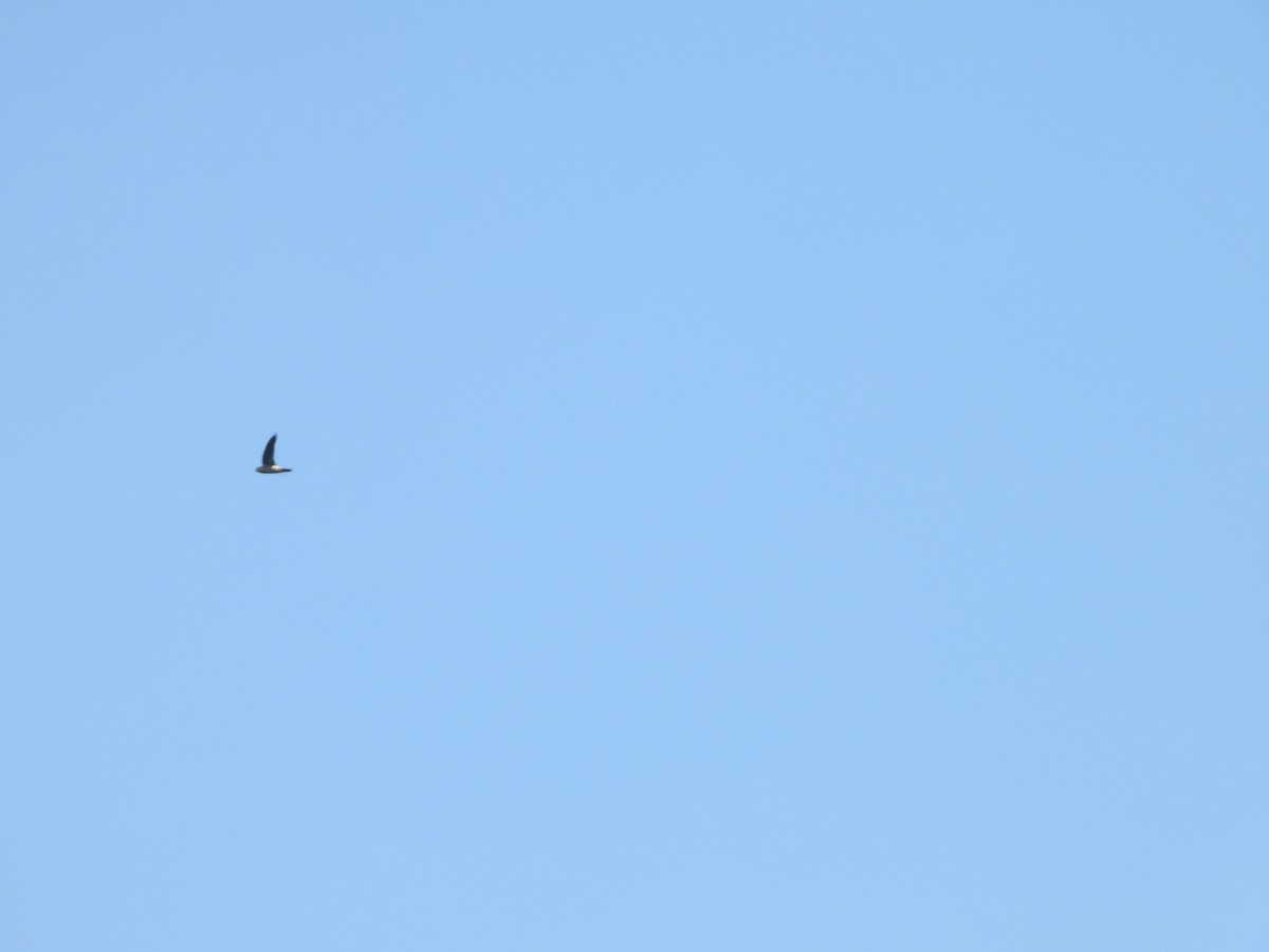 Vogel, unbestimmt - ML638325391