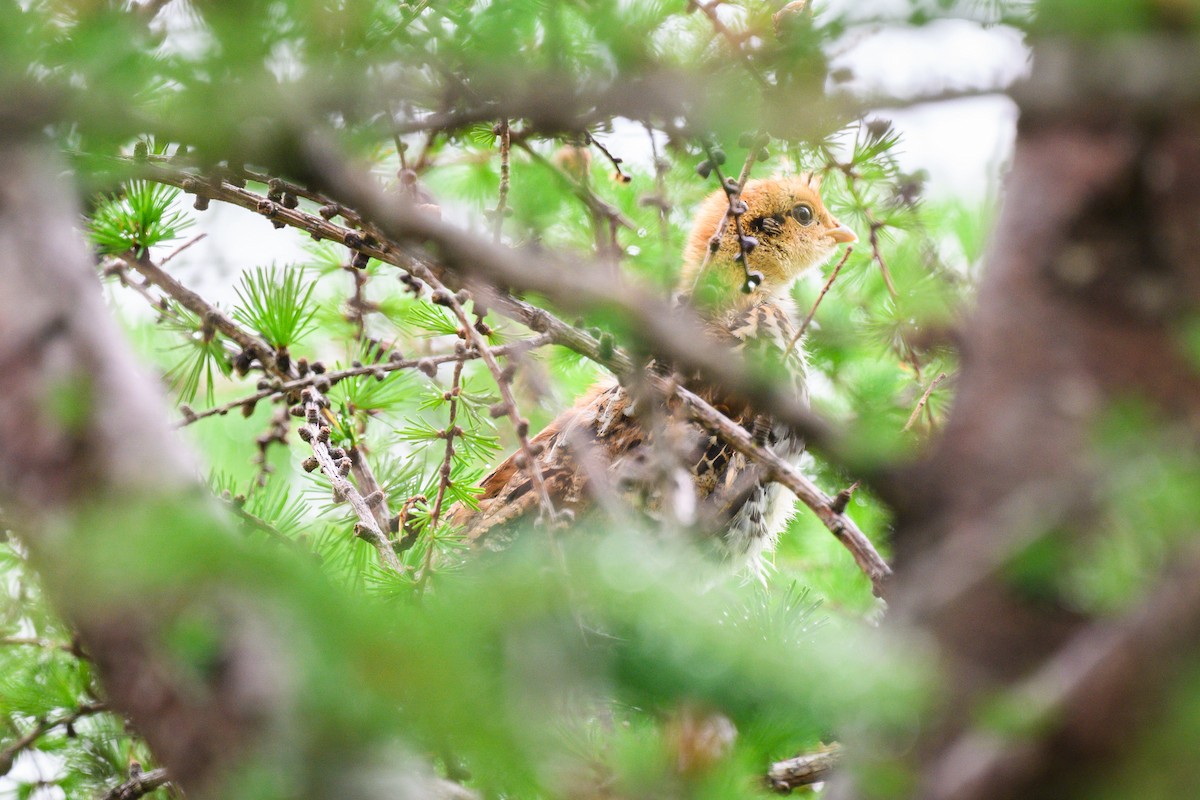 Ruffed Grouse - ML638325401