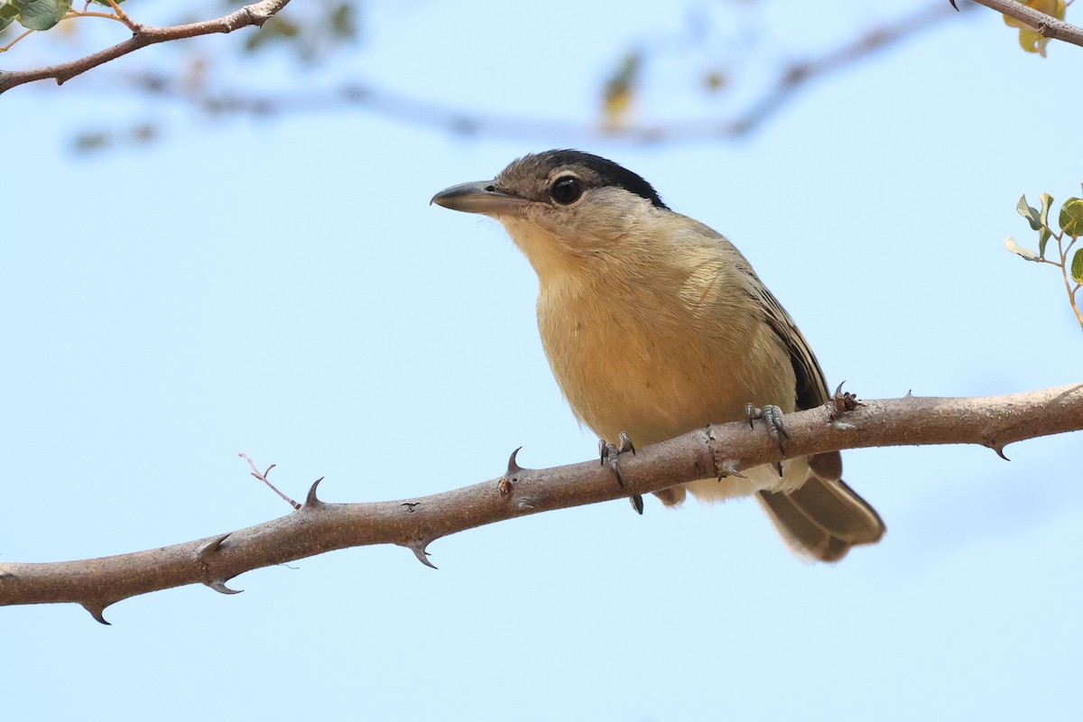 Black-backed Puffback - ML638325404