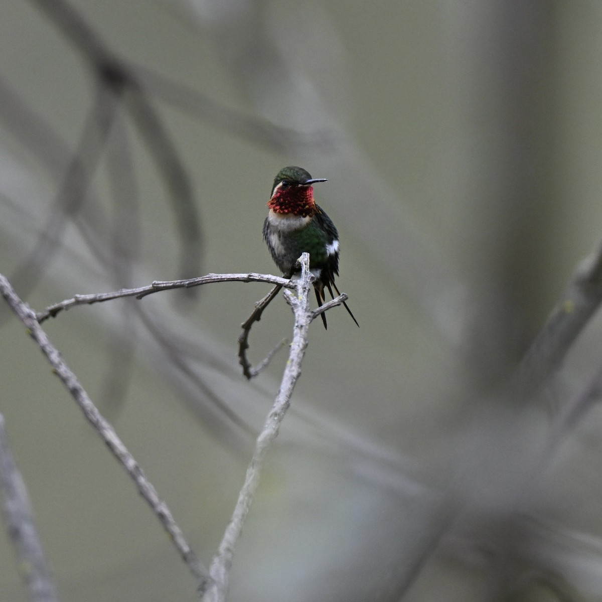 Colibrí Abejorro - ML638325408