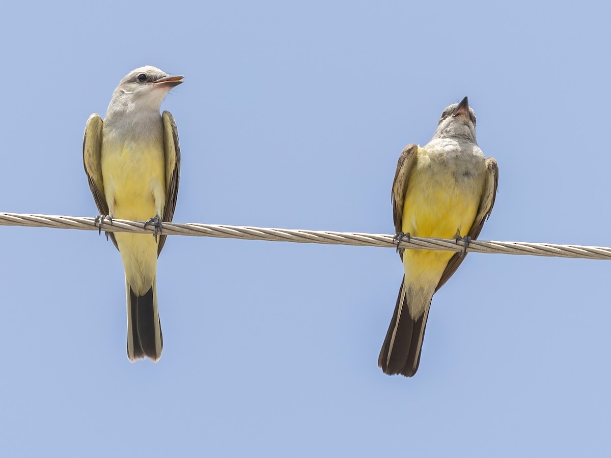 Western Kingbird - ML638325414