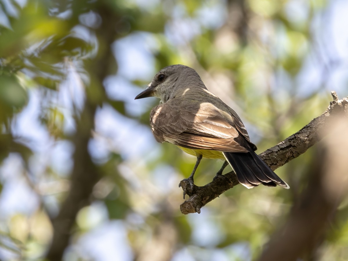 Western Kingbird - ML638325415