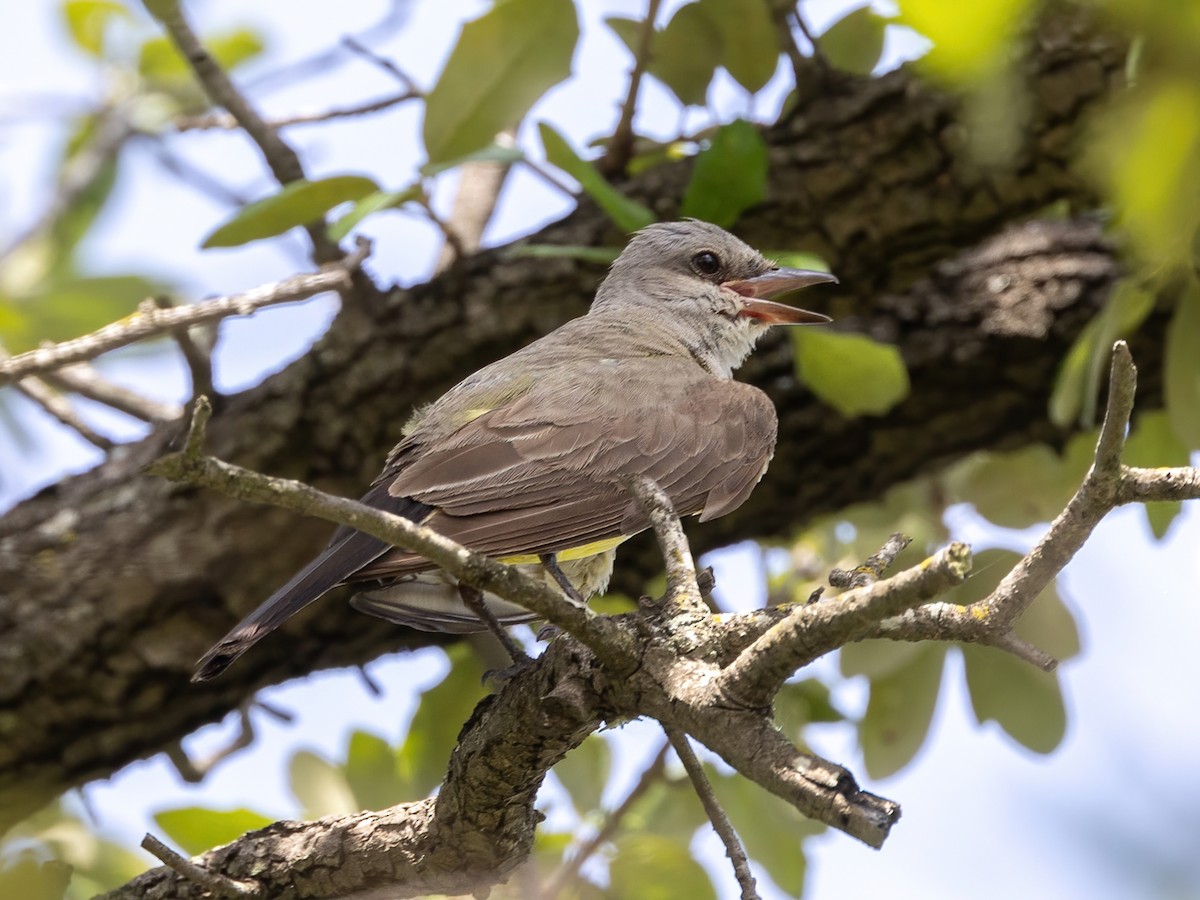 Western Kingbird - ML638325416