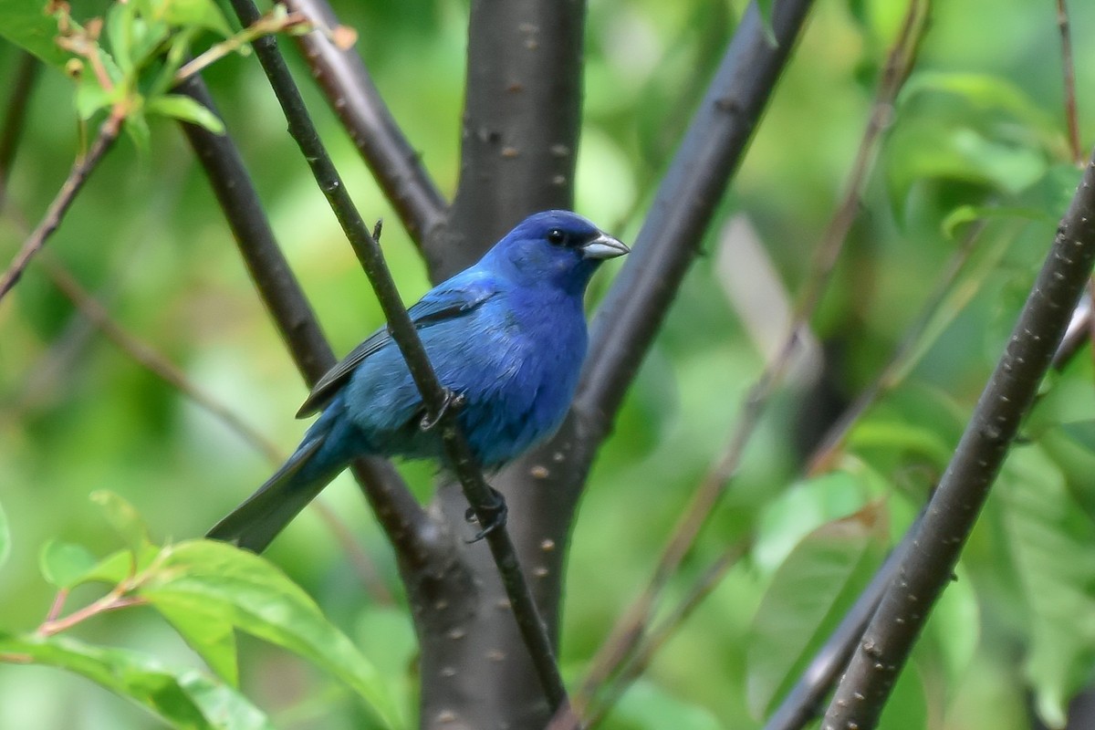 Indigo Bunting - ML638325423
