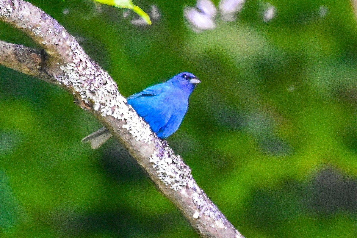 Indigo Bunting - ML638325424