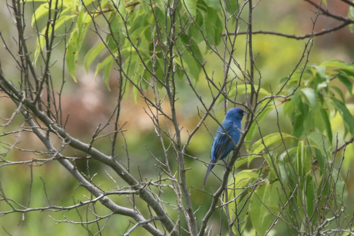 Indigo Bunting - ML638325433
