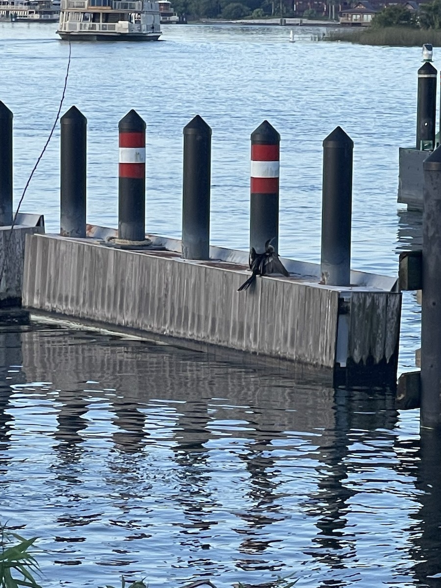 Anhinga amerikarra - ML638325440