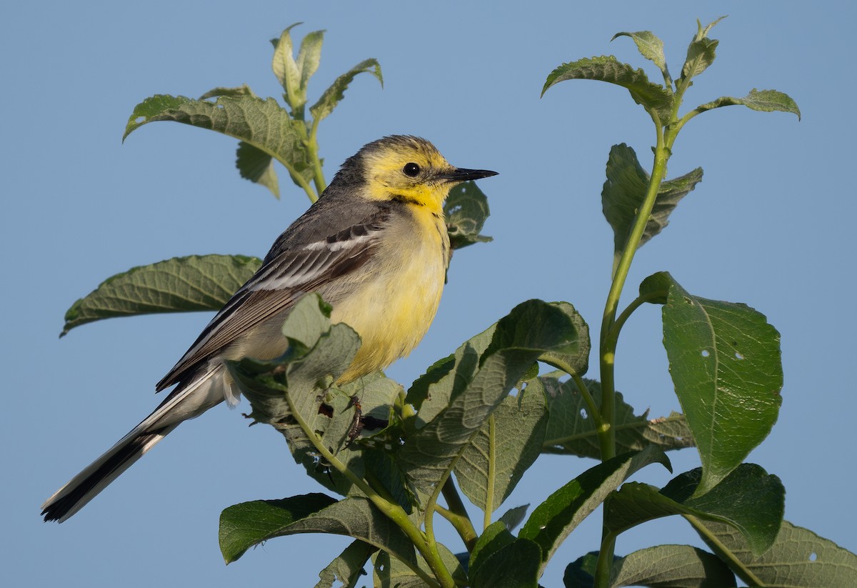 Citrine Wagtail - ML638325441