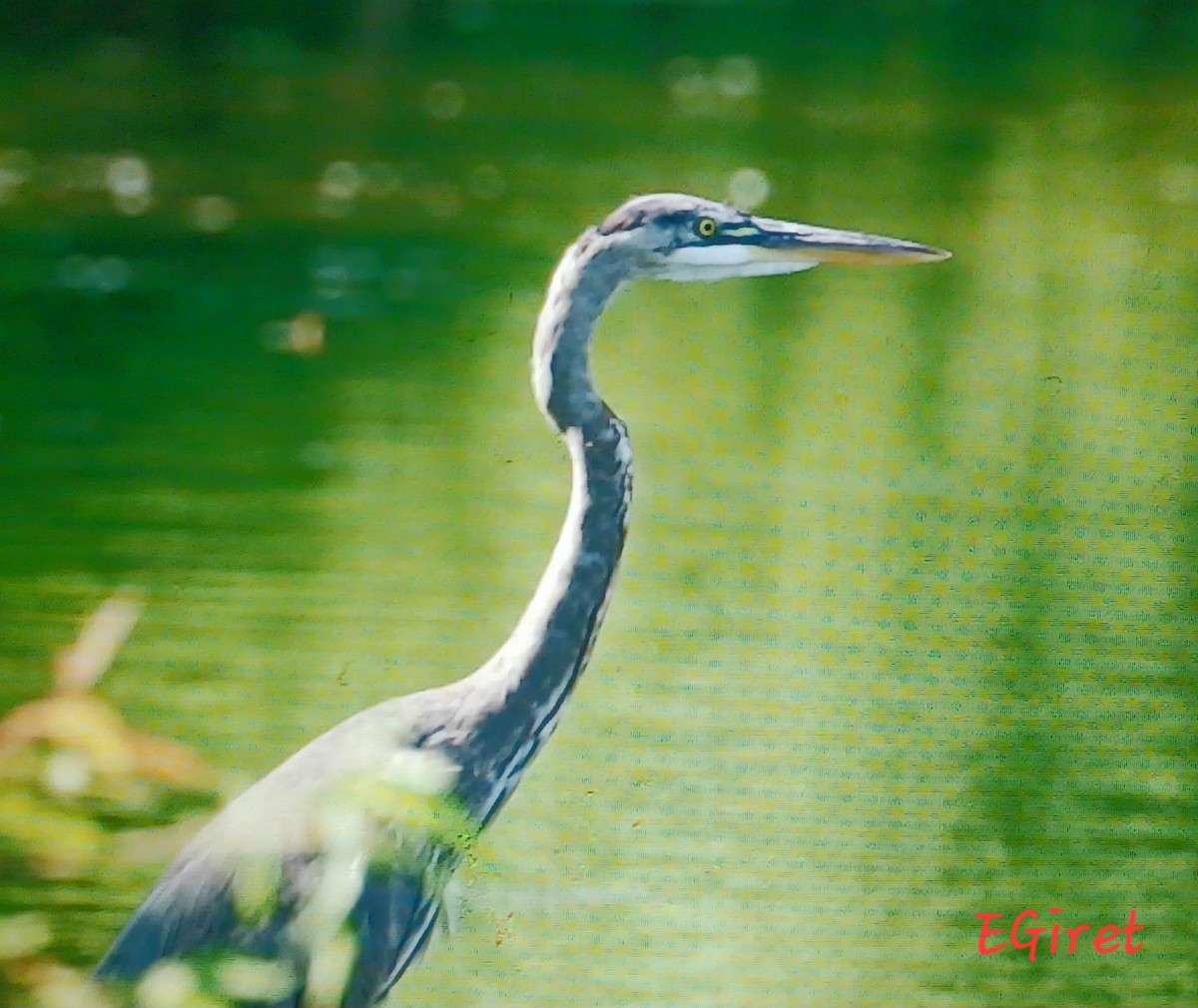 Garza Azulada - ML638325444