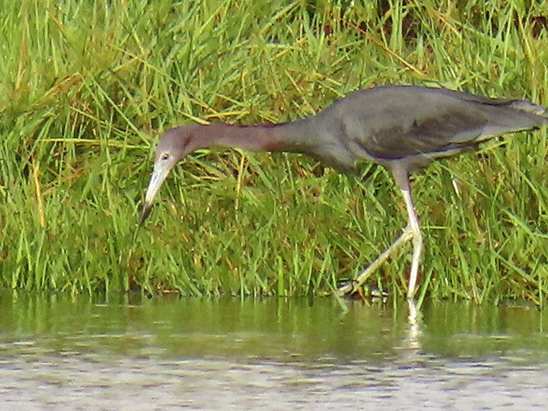 blåhegre - ML638325452